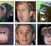 Curious George W. Bush - Is it a just monkey-business?